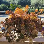 Della Via Francigena アグリジェント